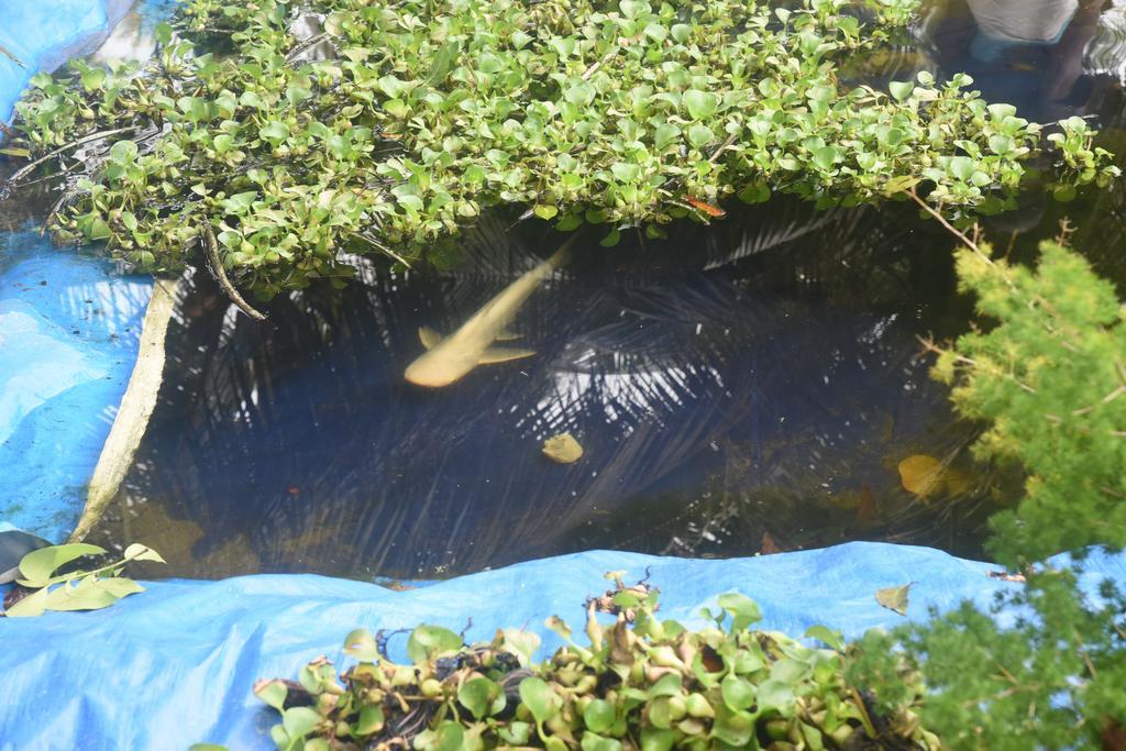 Marari Bethsaida Homestay Shertallai Εξωτερικό φωτογραφία